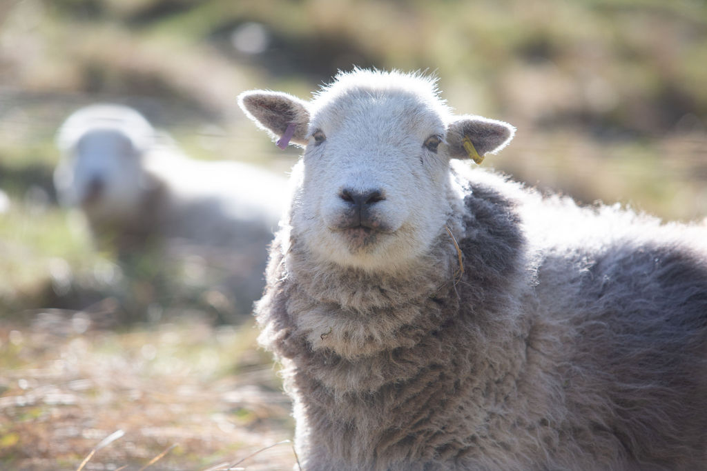 sheep