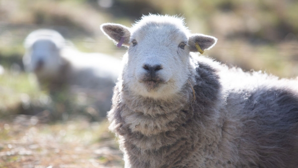 Dorset Local Nature Partnership Forum 2024 | Local Nature Recovery