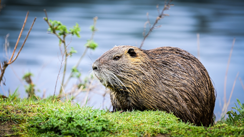 Beaver on riverbank